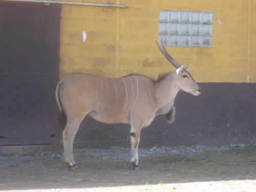 2019-10-Le-Monde-Sauvage-d-Aywaille-006