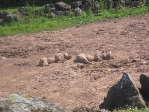 2019-10-Le-Monde-Sauvage-d-Aywaille-009