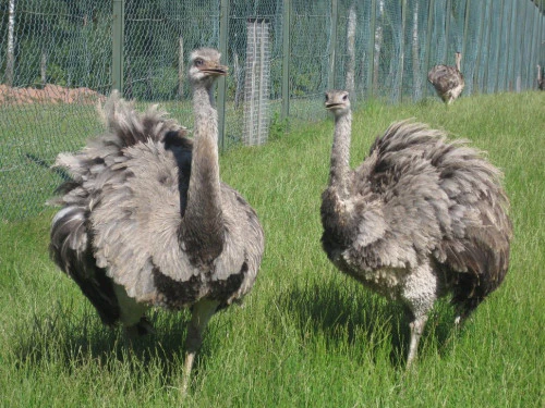 2019-10-Le-Monde-Sauvage-d-Aywaille-014