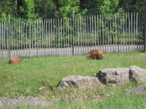 2019-10-Le-Monde-Sauvage-d-Aywaille-019