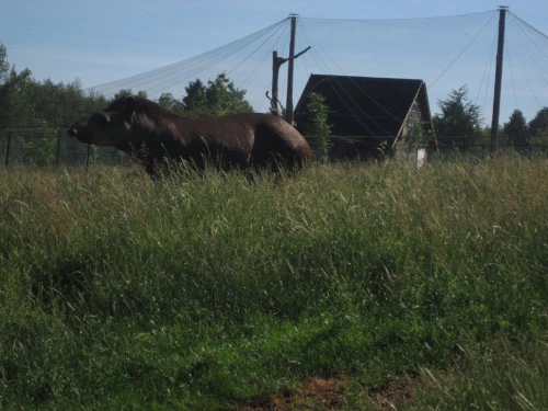 2019-10-Le-Monde-Sauvage-d-Aywaille-020