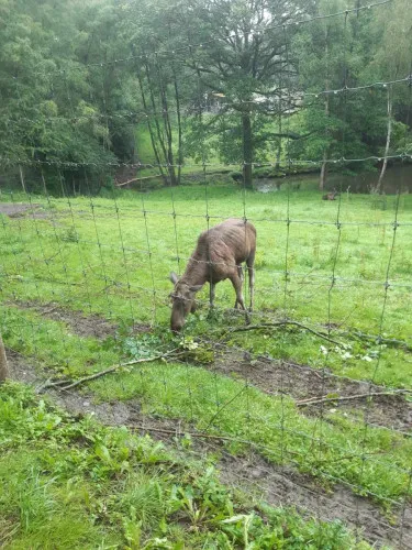 2024-07-Sortie-Forestia-2024-07-Forestia05