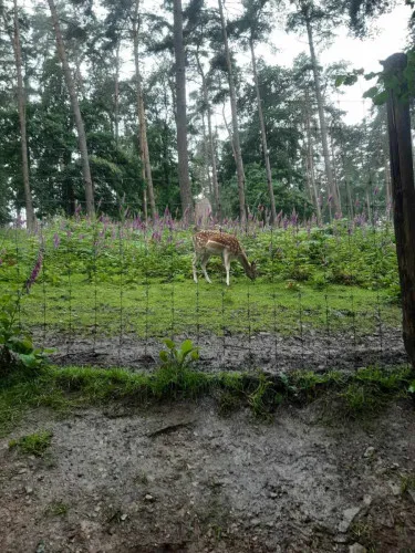 2024-07-Sortie-Forestia-2024-07-Forestia06