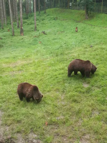 2024-07-Sortie-Forestia-2024-07-Forestia09