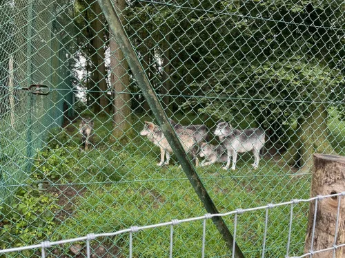 2024-07-Sortie-Forestia-2024-07-Forestia18