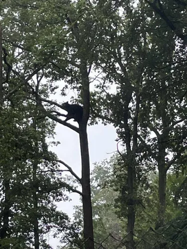 2024-07-Sortie-Forestia-2024-07-Forestia22