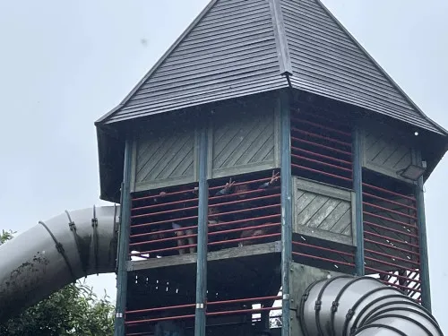 2024-07-Sortie-Forestia-2024-07-Forestia30